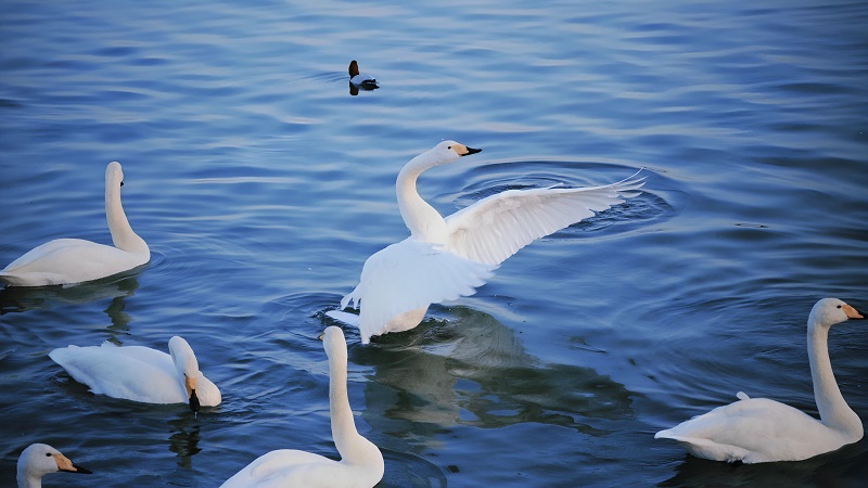 冬日的藍色信箋